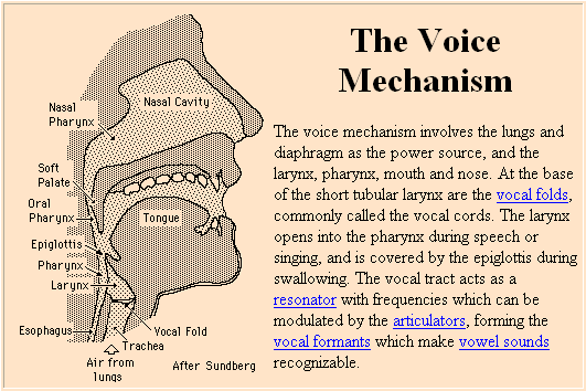 [DIAGRAM] Diagram Of The Vocal Mechanism - MYDIAGRAM.ONLINE